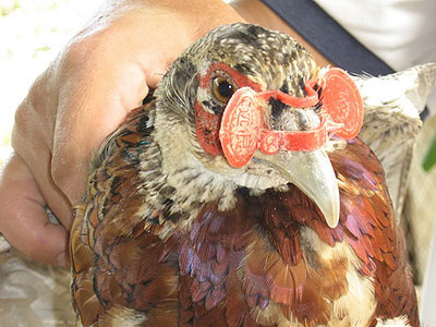 戴上“眼鏡”的野山雞