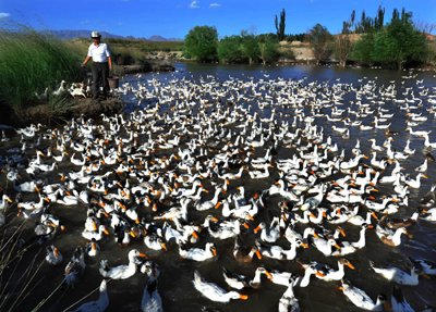 特色生態(tài)養(yǎng)殖助農(nóng)致富