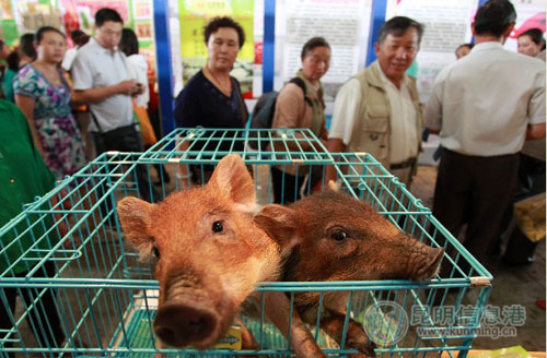 農(nóng)博會閉幕 通海老板的家養(yǎng)小野豬5天賣了400多頭(圖)